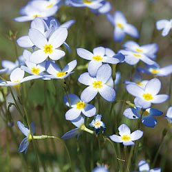 'Tokiwanazuna' are small white flowers