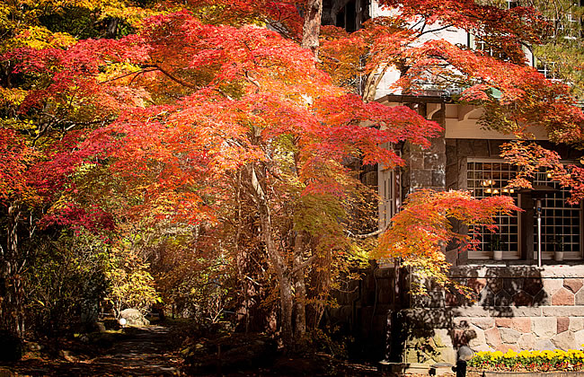 秋の紅葉