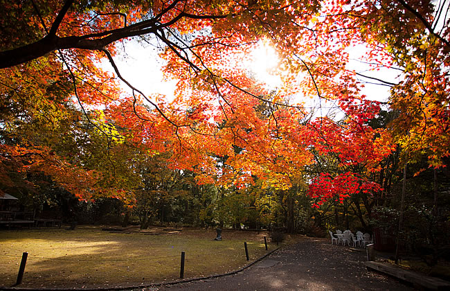 秋の紅葉